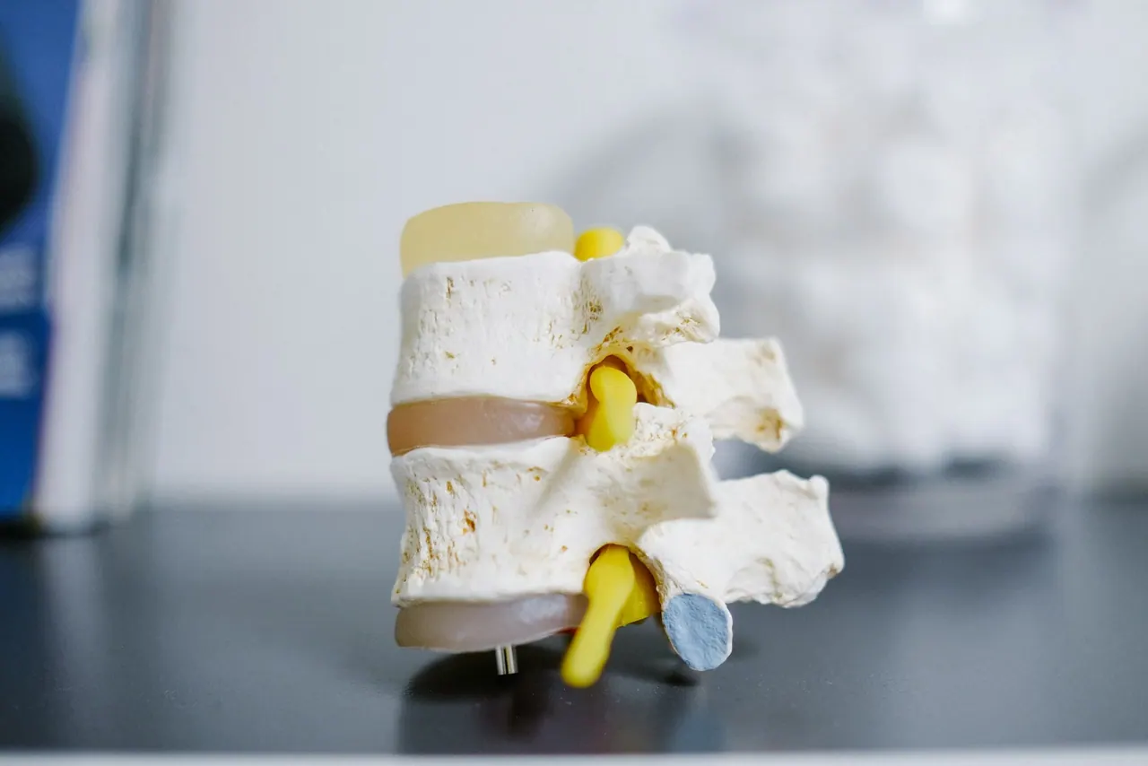 A model of the lower spine with its discs on a desk