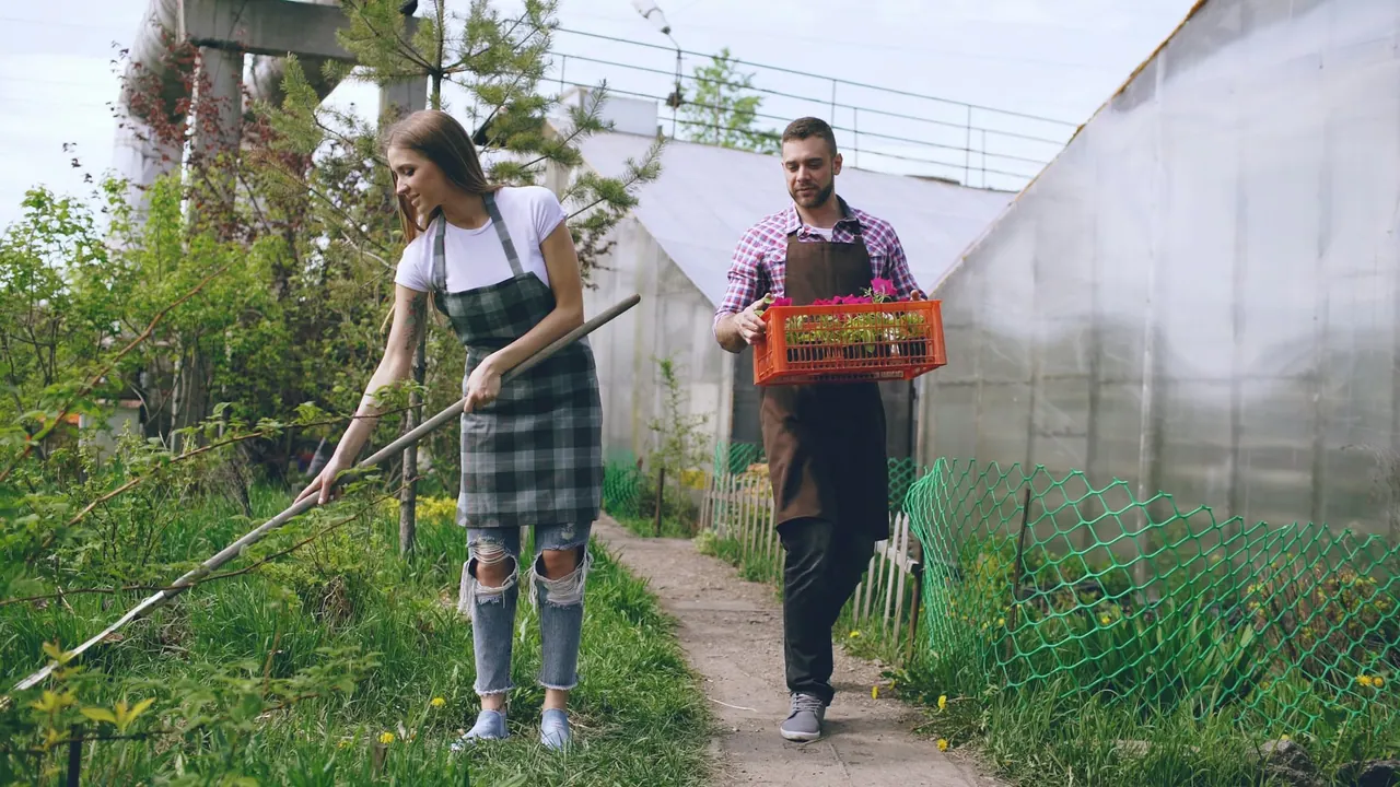 A couple tending plants on a path between greenhouses