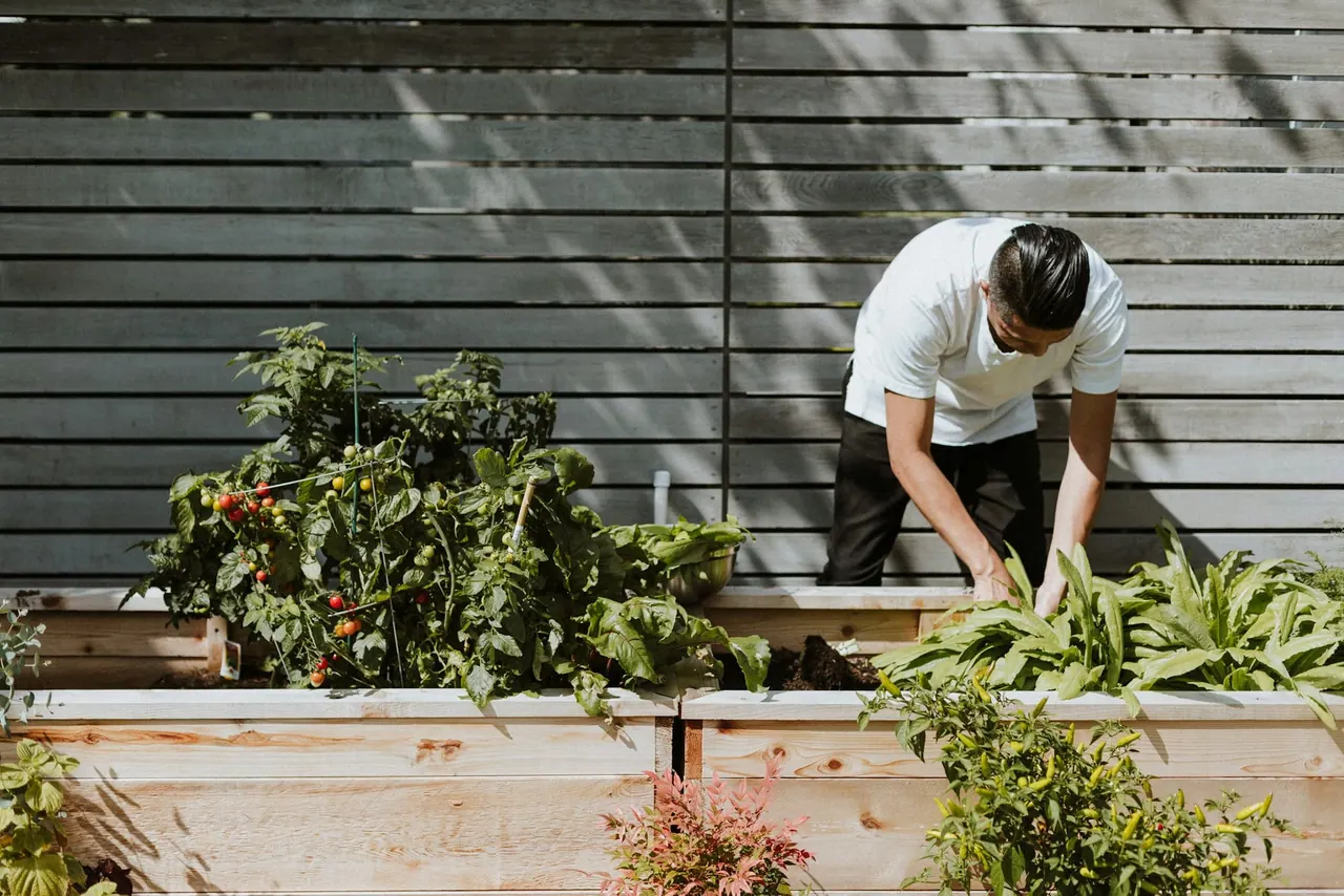 A gardener tending raised wooden garden beds full of vegetables