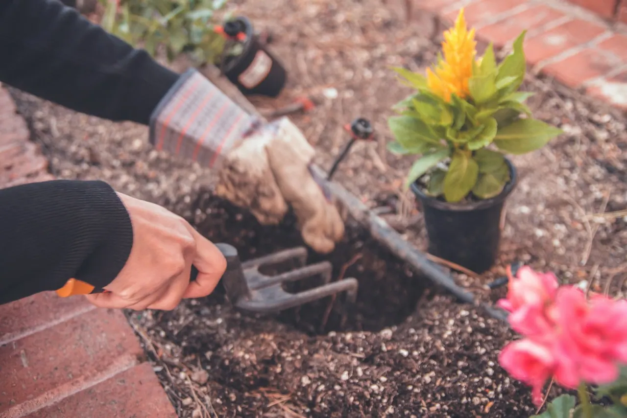 Bare garden soil being dug and planted with a hand fork