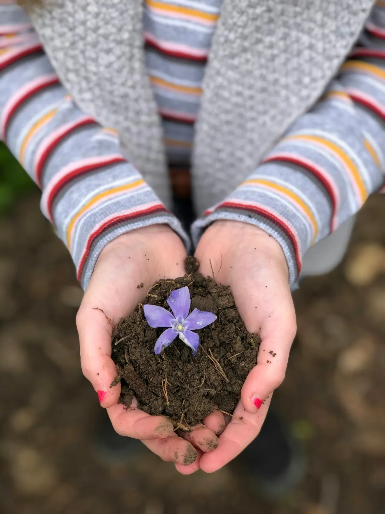 Cupped hands holding rich soil and a small purple flower