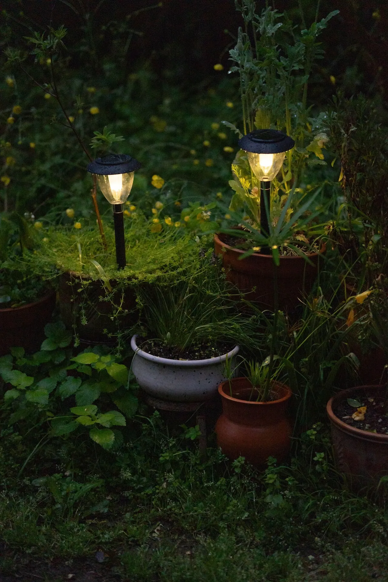 Garden path lights glowing among potted plants at night