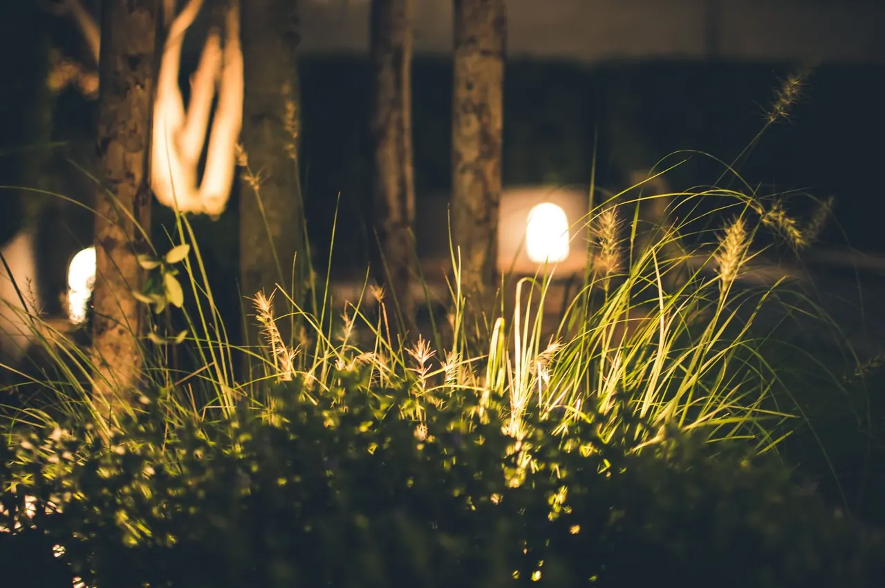 Ornamental grasses and trees softly lit by warm garden lights at night