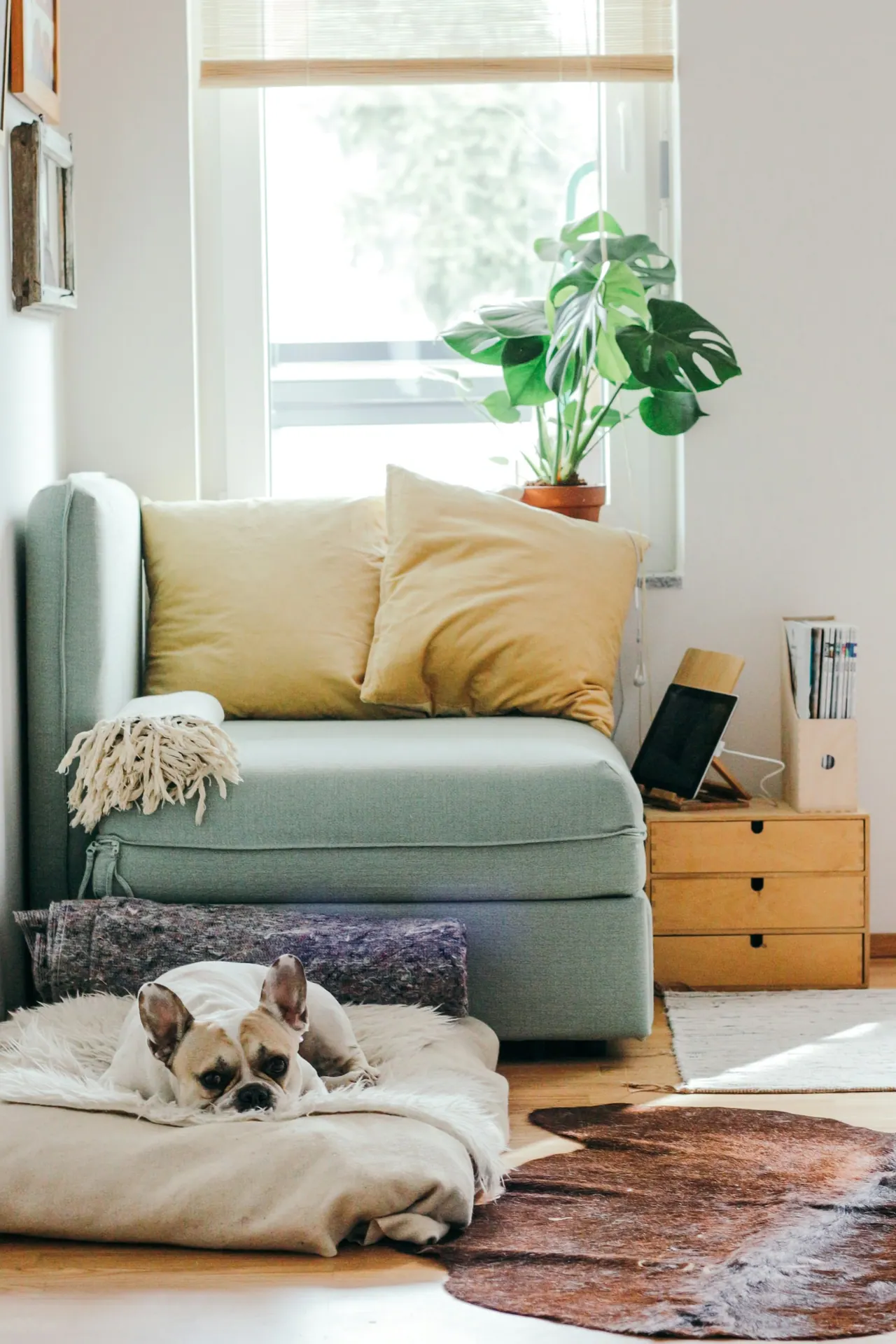 A dog asleep on its bed in a cosy, sunny living room