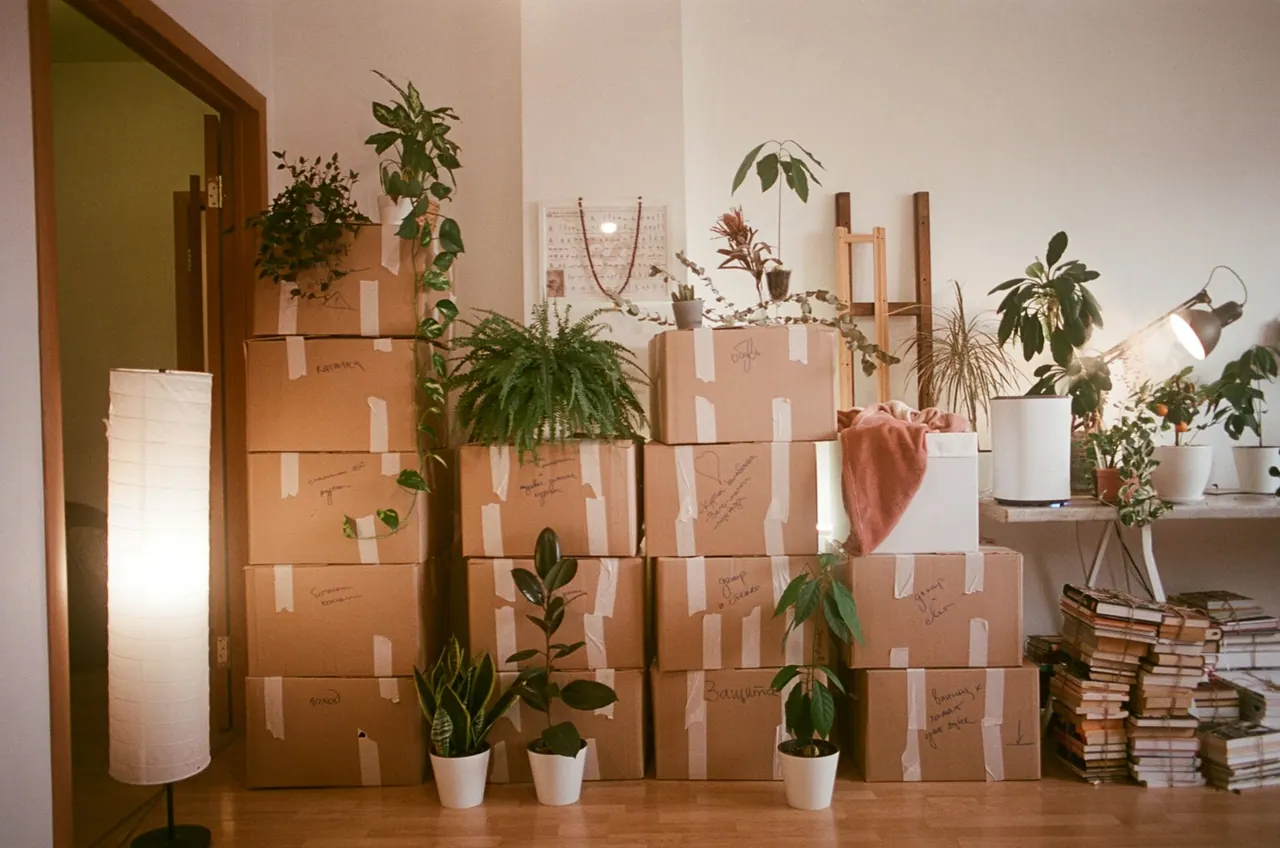 A bright room full of packed boxes and house plants