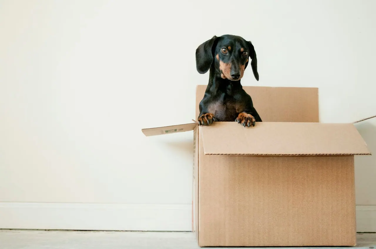 A small dog peeking out of an open moving box