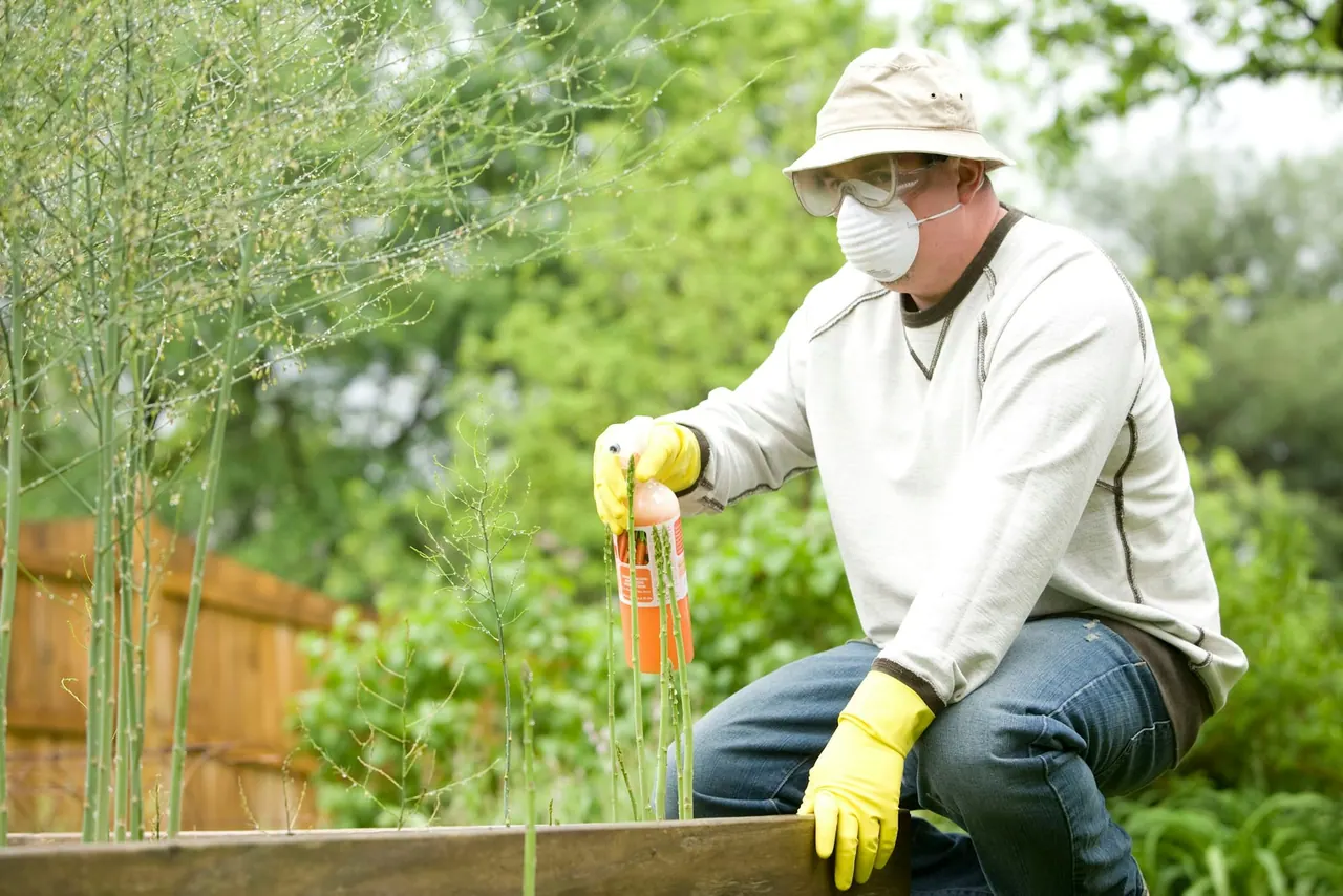 A technician in gloves and a mask treating a garden bed