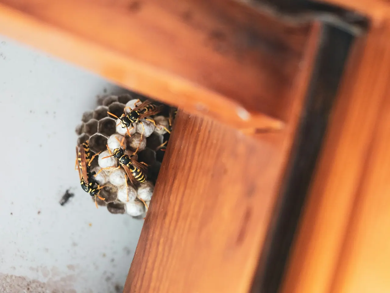 A small paper wasp nest under a wooden ledge