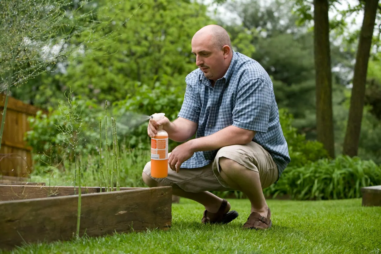 A man crouching by a raised garden bed with a hand sprayer