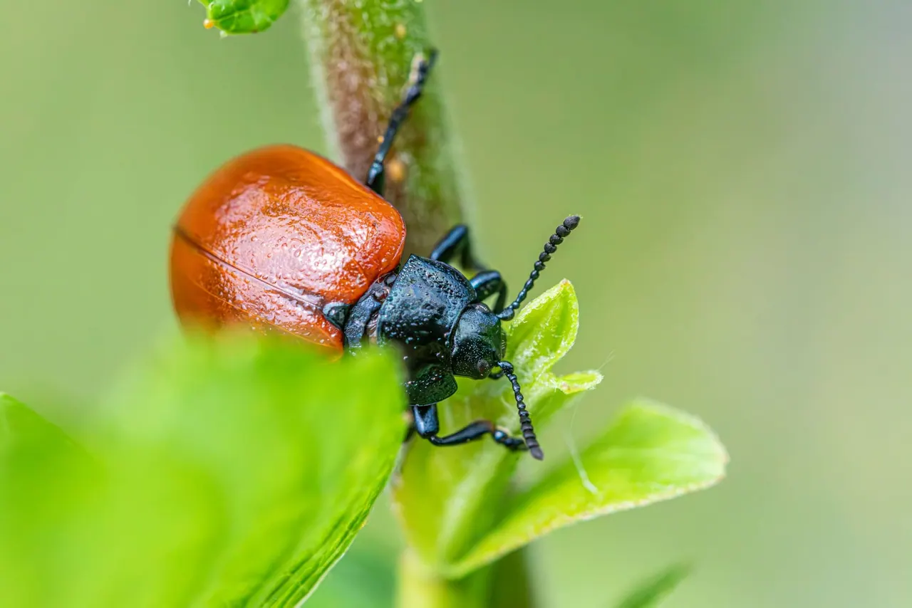 A small orange beetle on a green stem