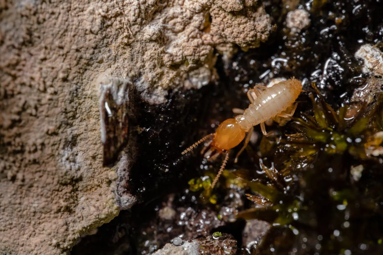 A pale termite on damp wood