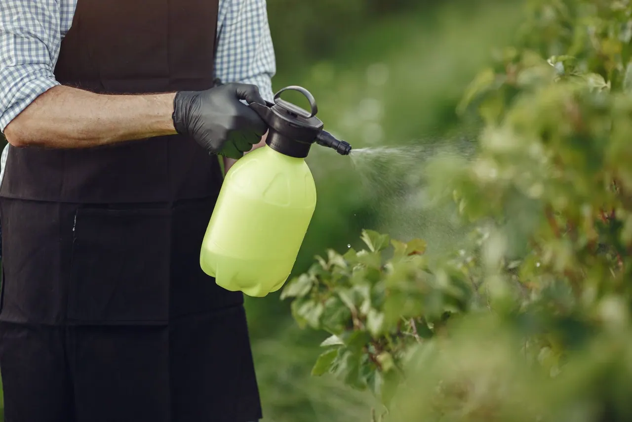 A gloved hand treating a hedge with a hand sprayer