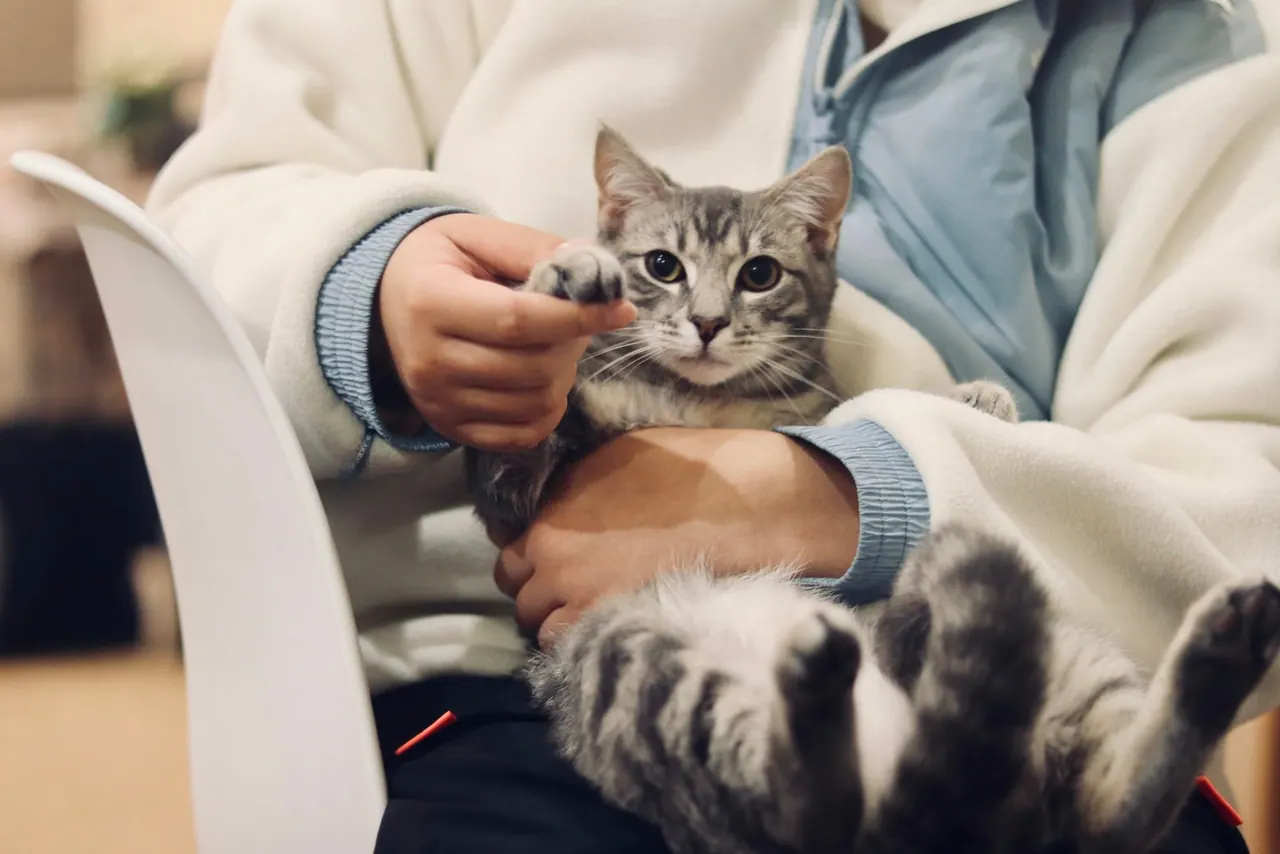 A tabby cat relaxing in a lap