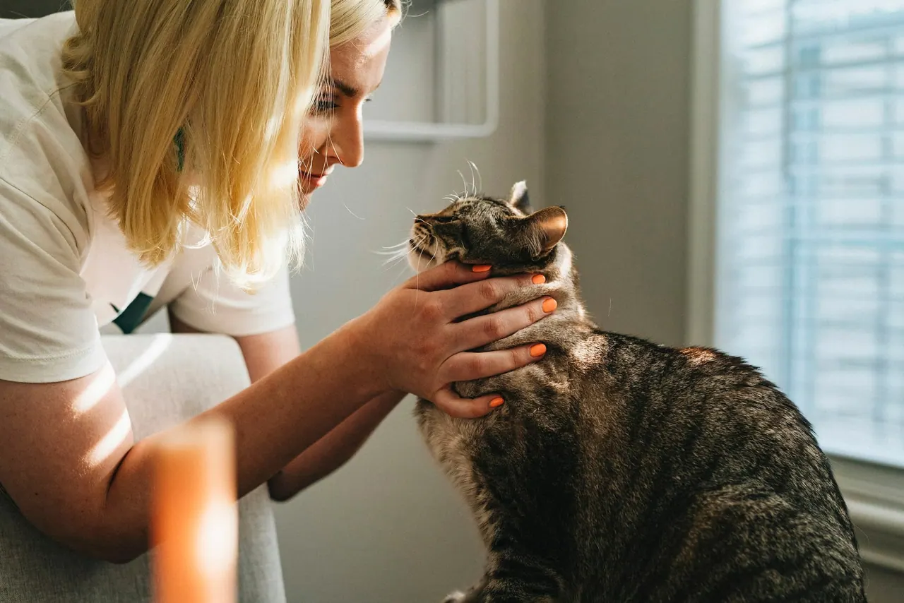 A smiling vet gently checking a calm tabby cat