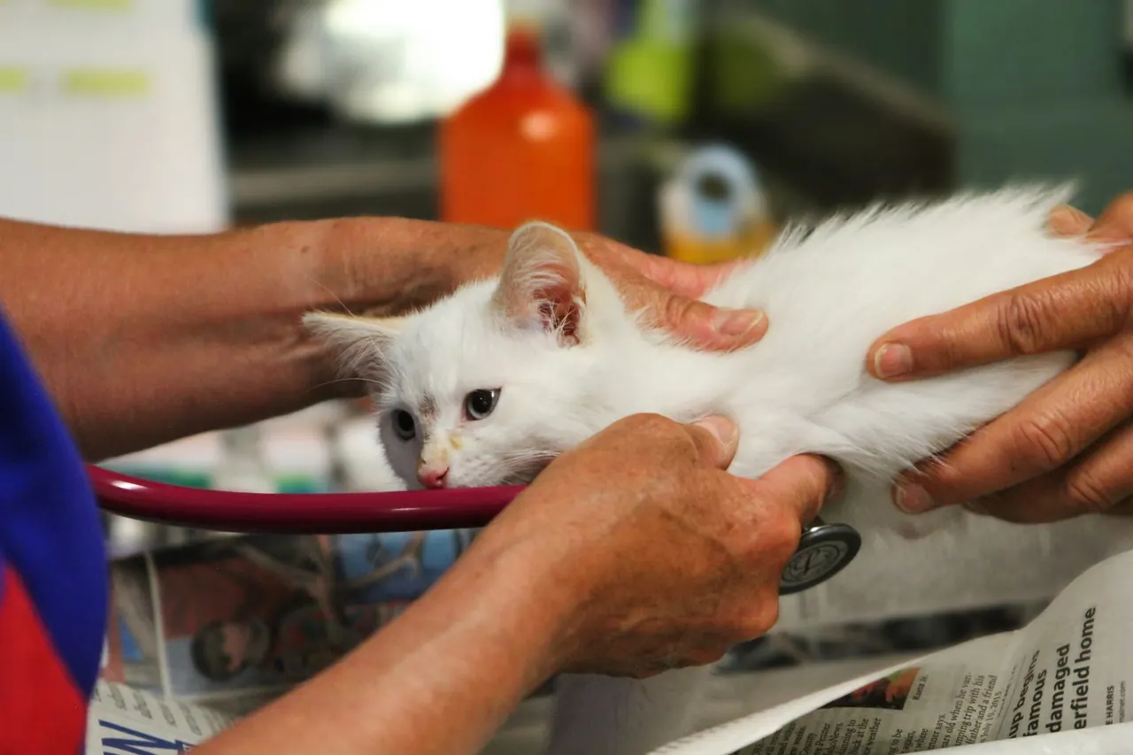 A white kitten resting calmly while a vet checks it with a stethoscope