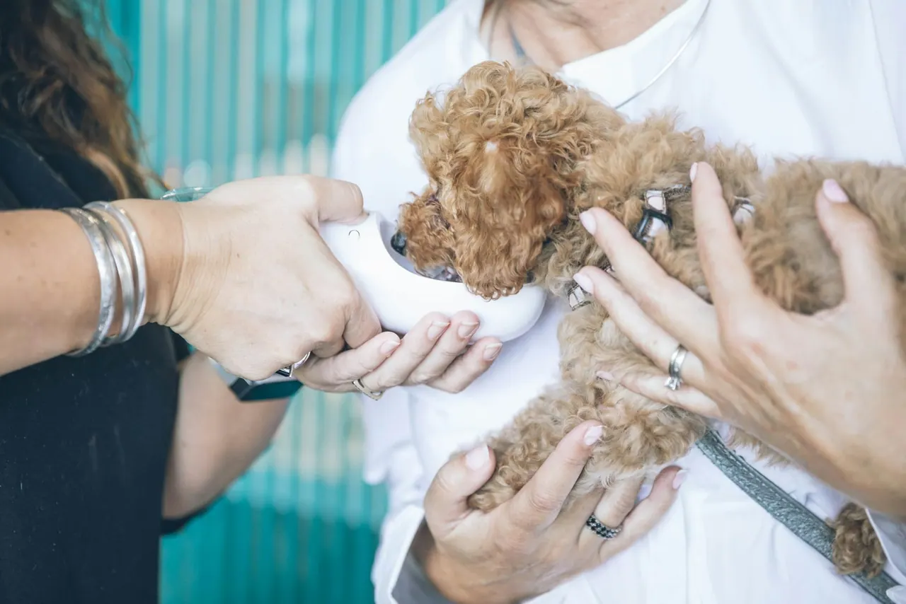 A vet holding a curly toy poodle puppy