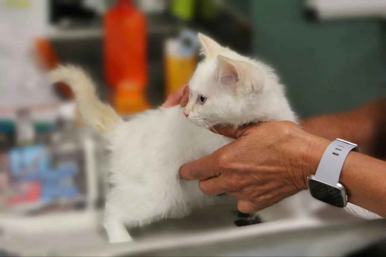 A small white kitten held gently in two hands