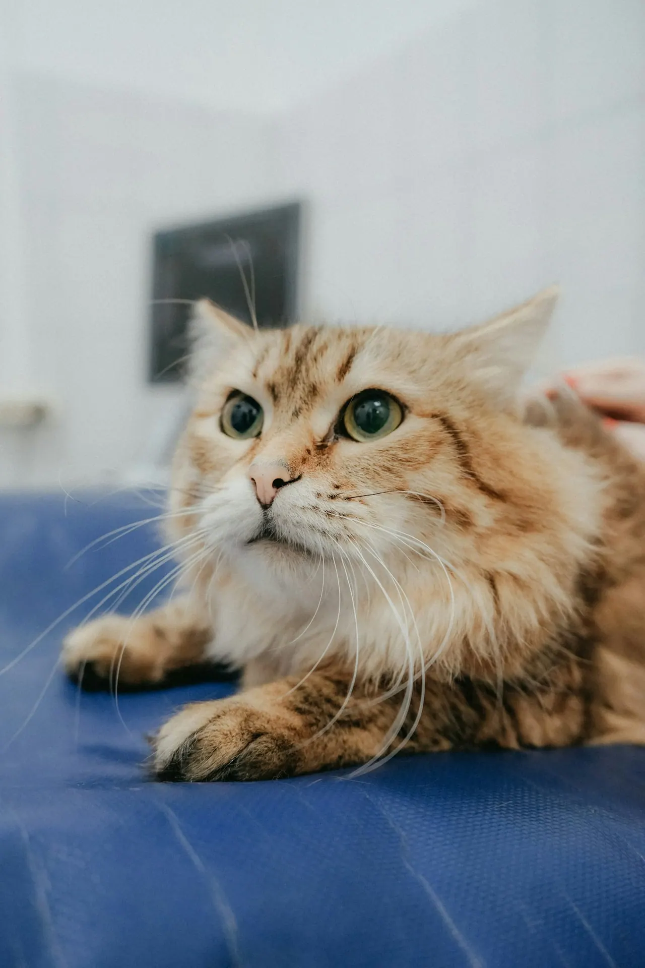 A fluffy ginger cat lying on a blue blanket