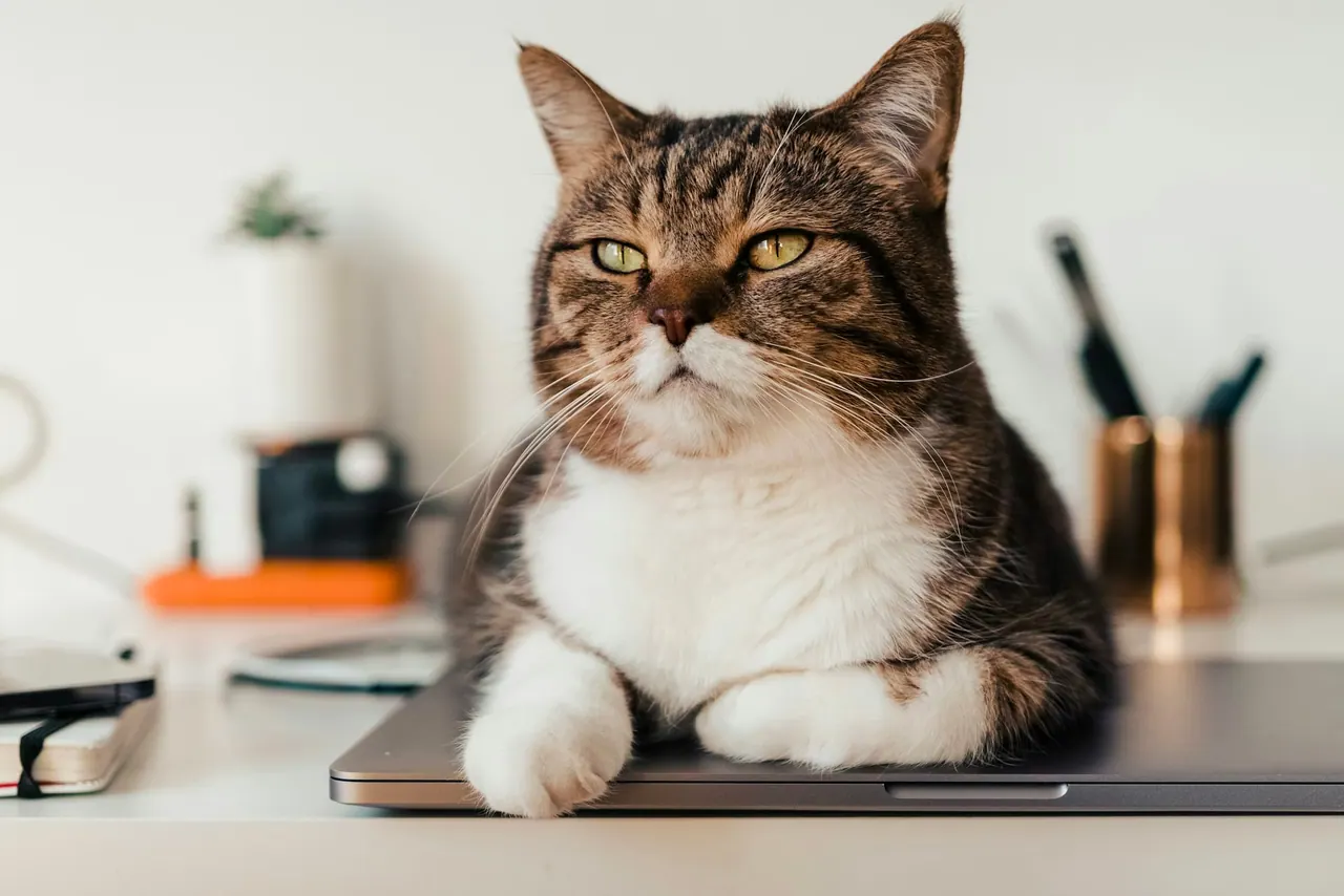 A tabby and white cat resting on a desk