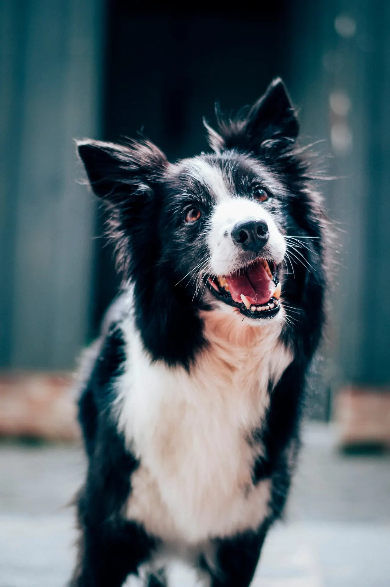 A black and white collie smiling outdoors