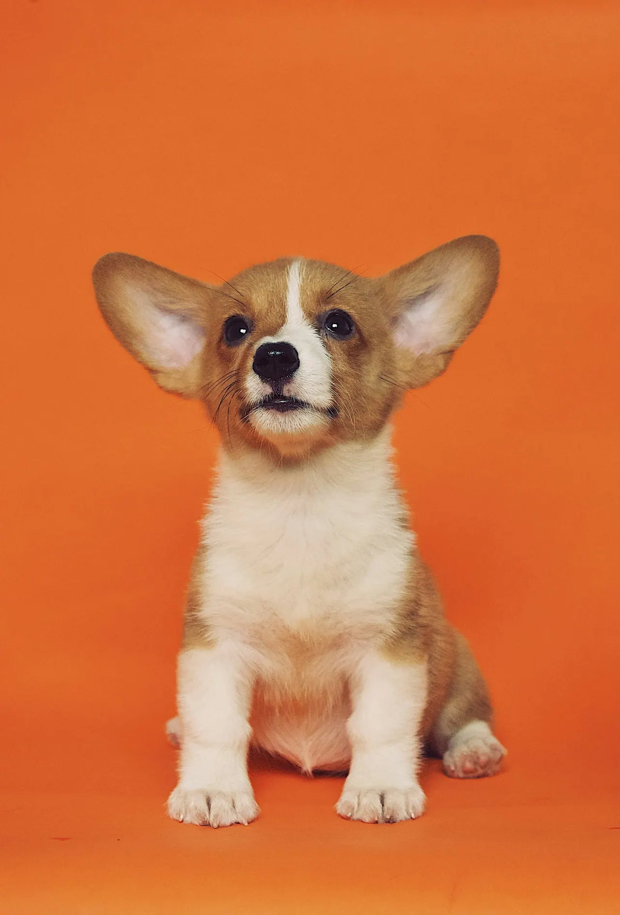 A corgi puppy sitting on an orange backdrop