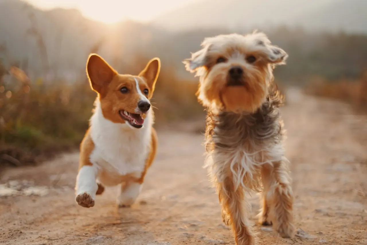 A corgi and a terrier running happily down a path