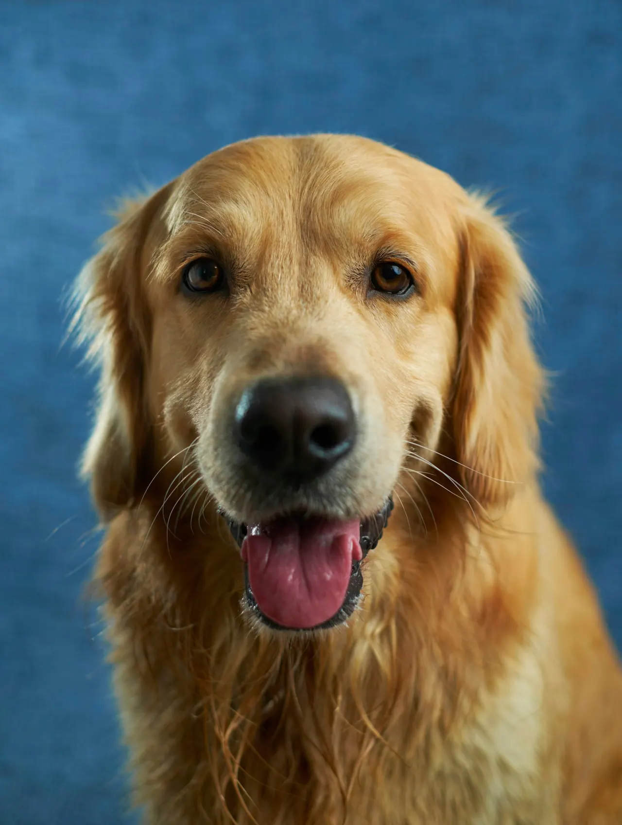 A happy golden retriever looking at the camera